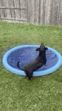 AbkühlPfote Sommer Splashspaß Aktiv
