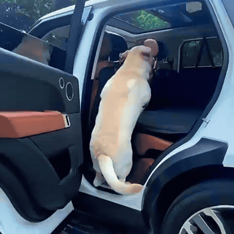 RückbankGuard – Auto-Schutzmatte für Hunde